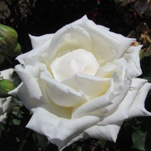 Benjamin Britten - trandafiri - www.ioanarose.ro